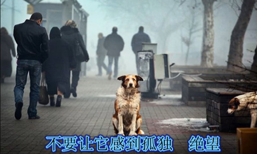 北京北京爱影圈微博微信转发案例